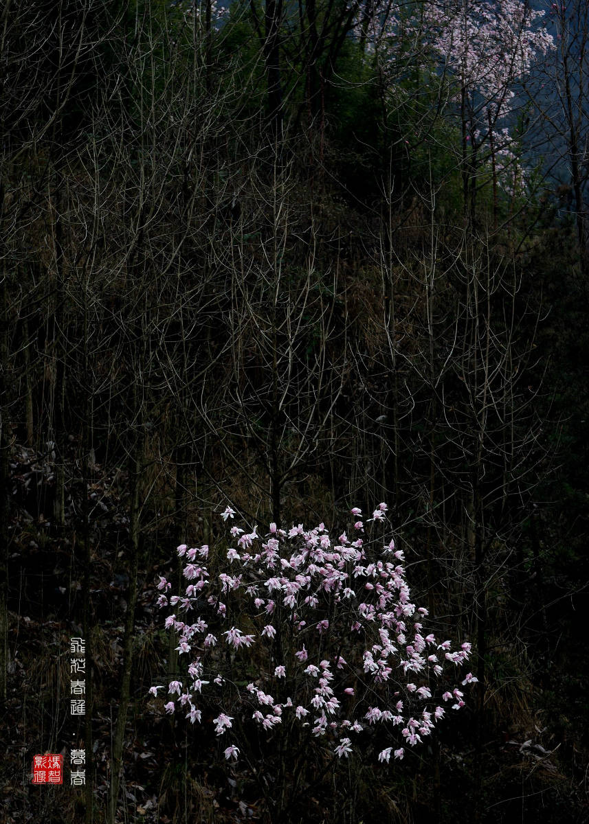 飞花春尽暮春药王谷辛夷花