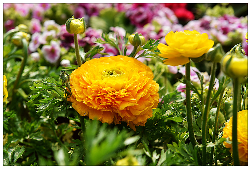 DSC_9774.jpg