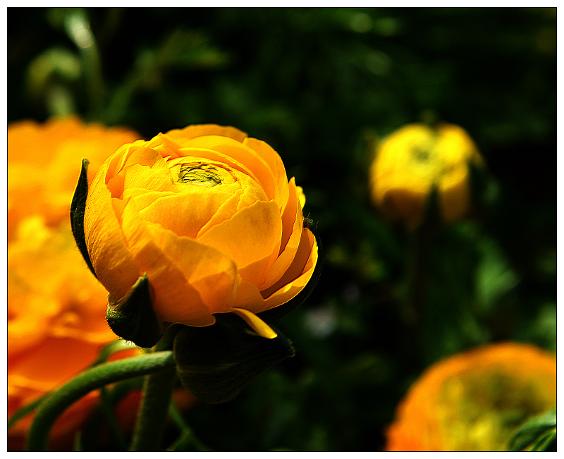 DSC_9776.jpg