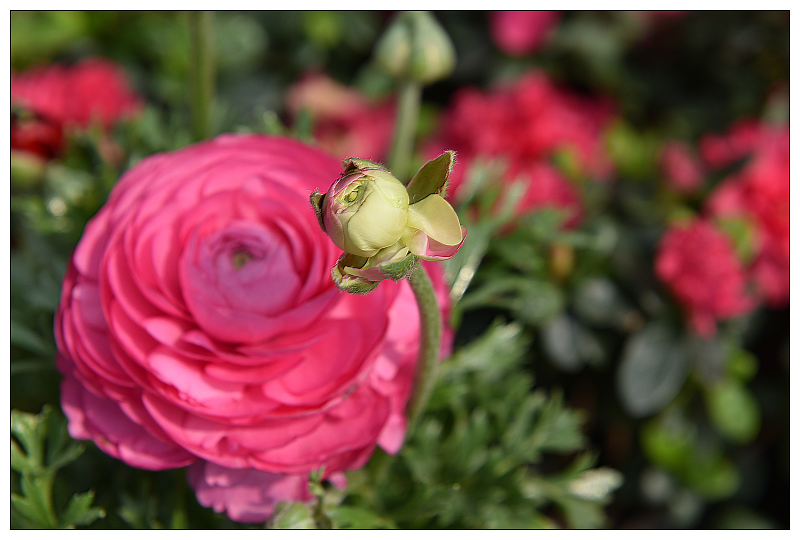 DSC_9805.jpg