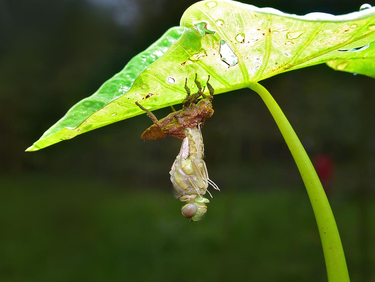 蜻蜓羽化