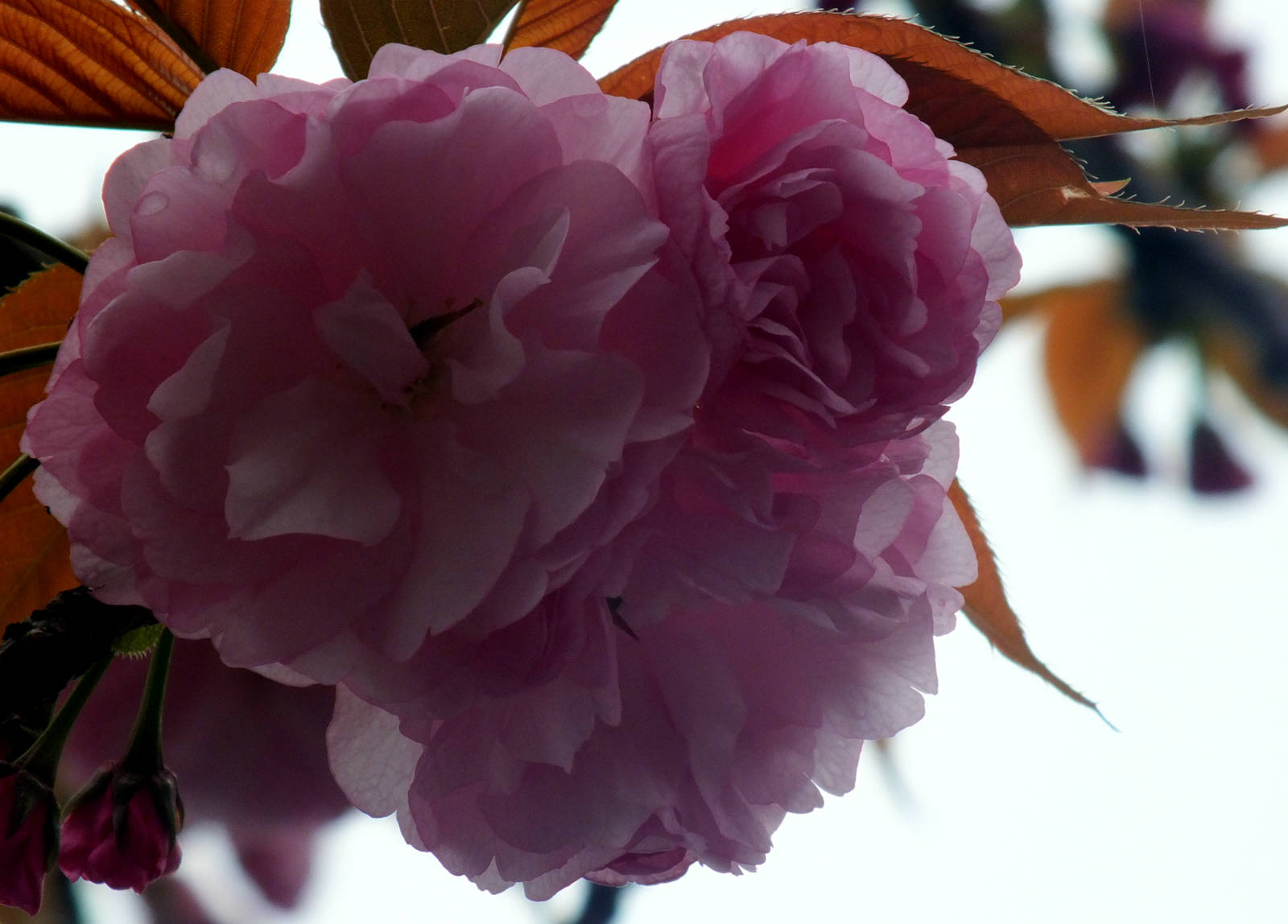 (实拍组图)2017年度上海嘉定紫藤节开幕了之三