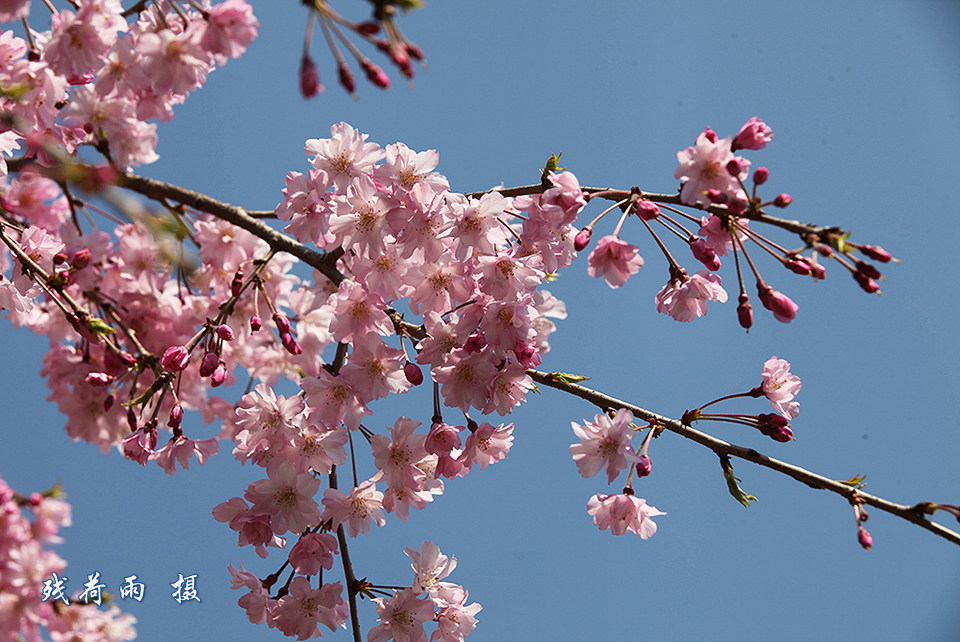 青龙寺赏樱花