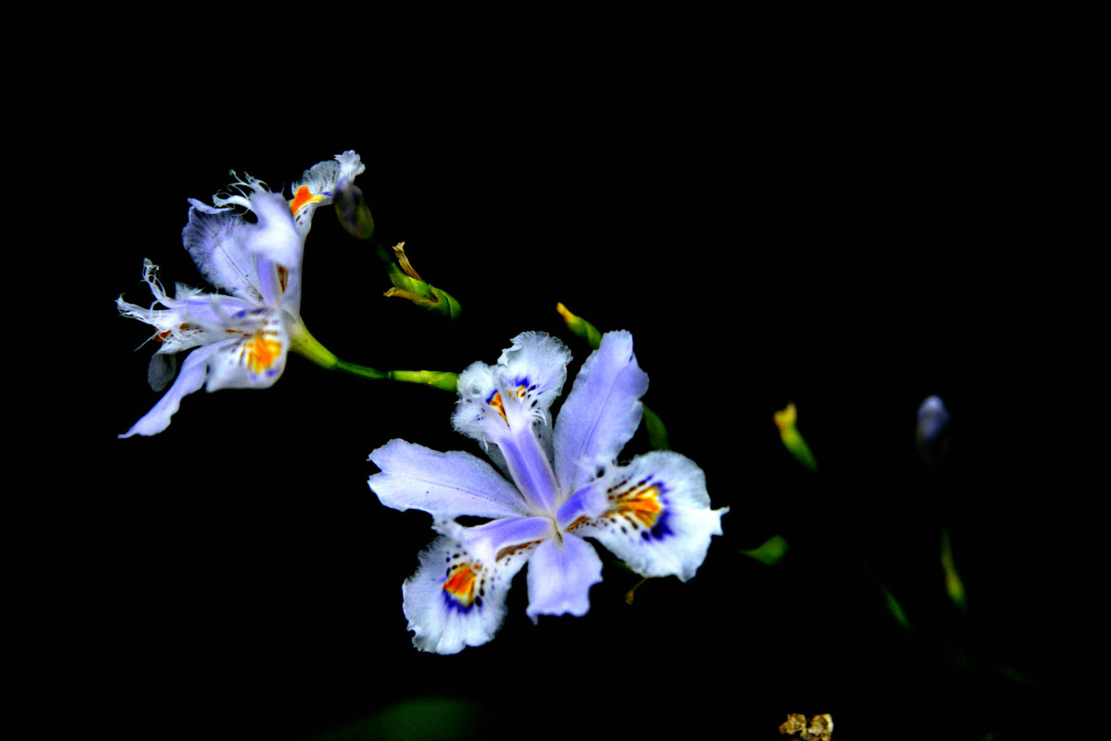 173618oflwpw8nspjw1sbs.jpg