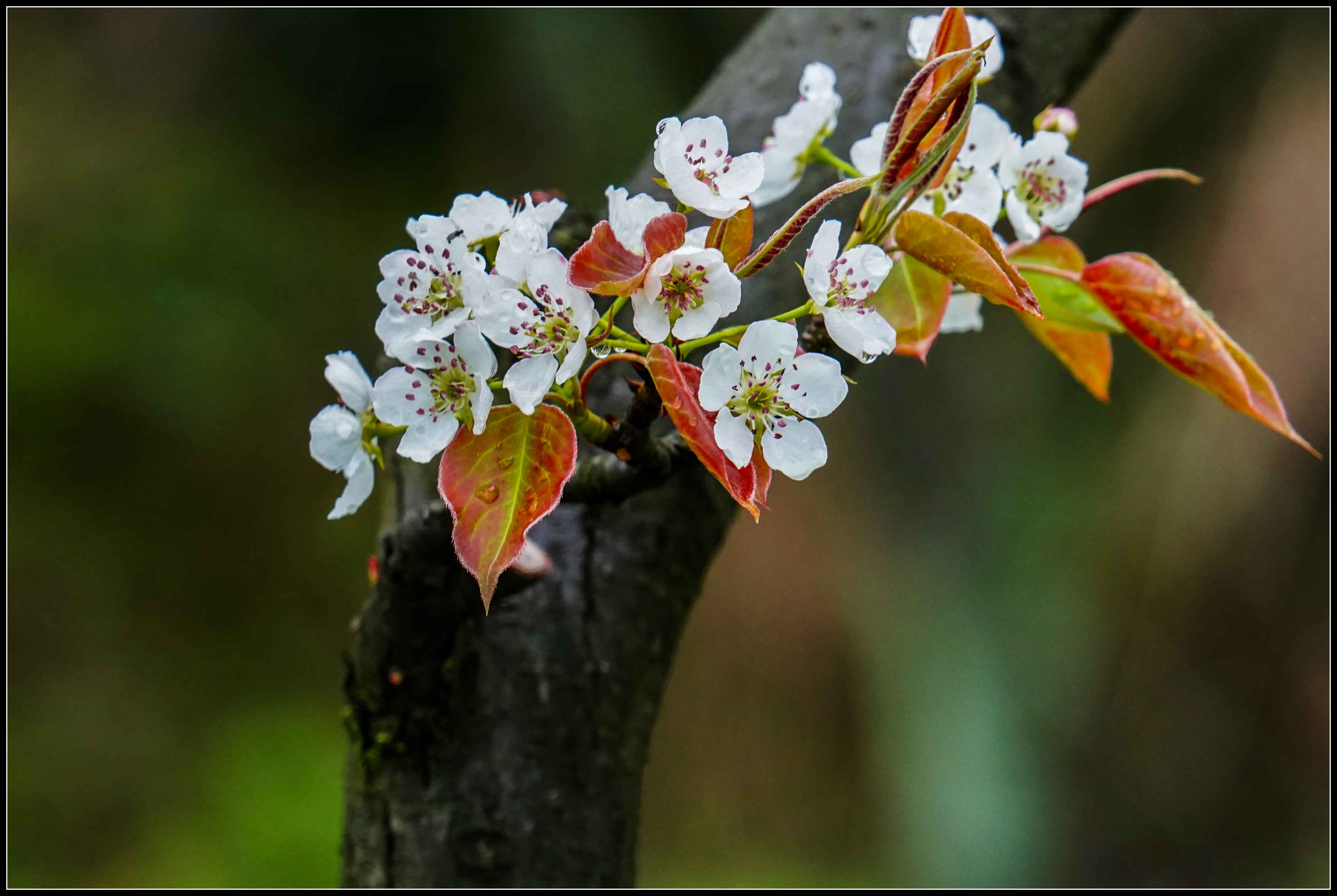 梨花飘舞春天到