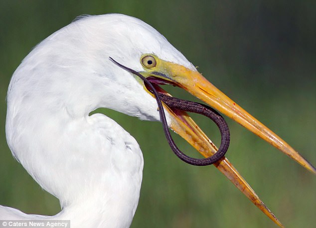 " 好看哇 "?" 没看过 "?" 再看看 "!—— 蜥蜴断尾自救瞬间-麻辣杂谈-