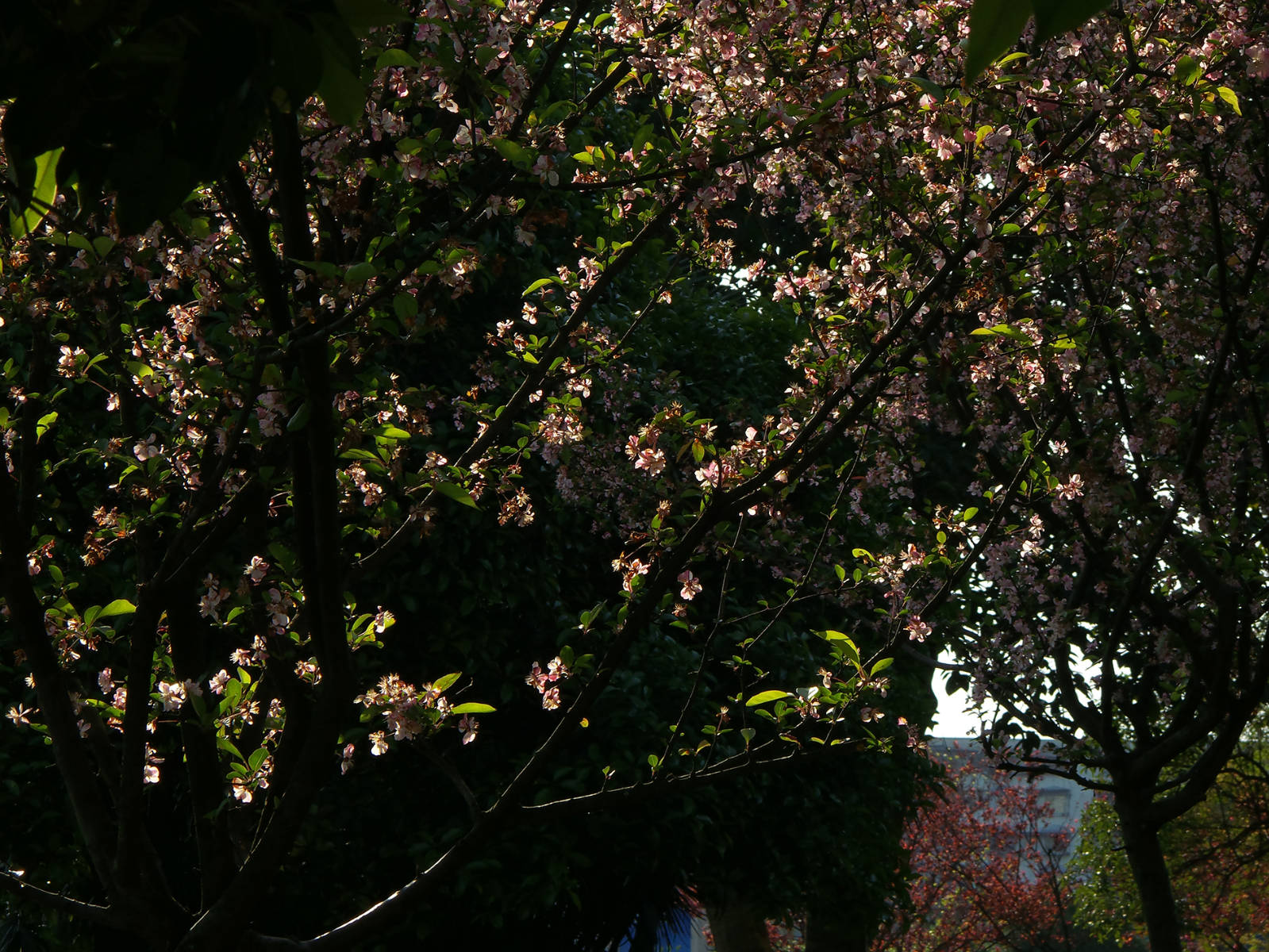 162559o38c0jh84cpboctp.jpg