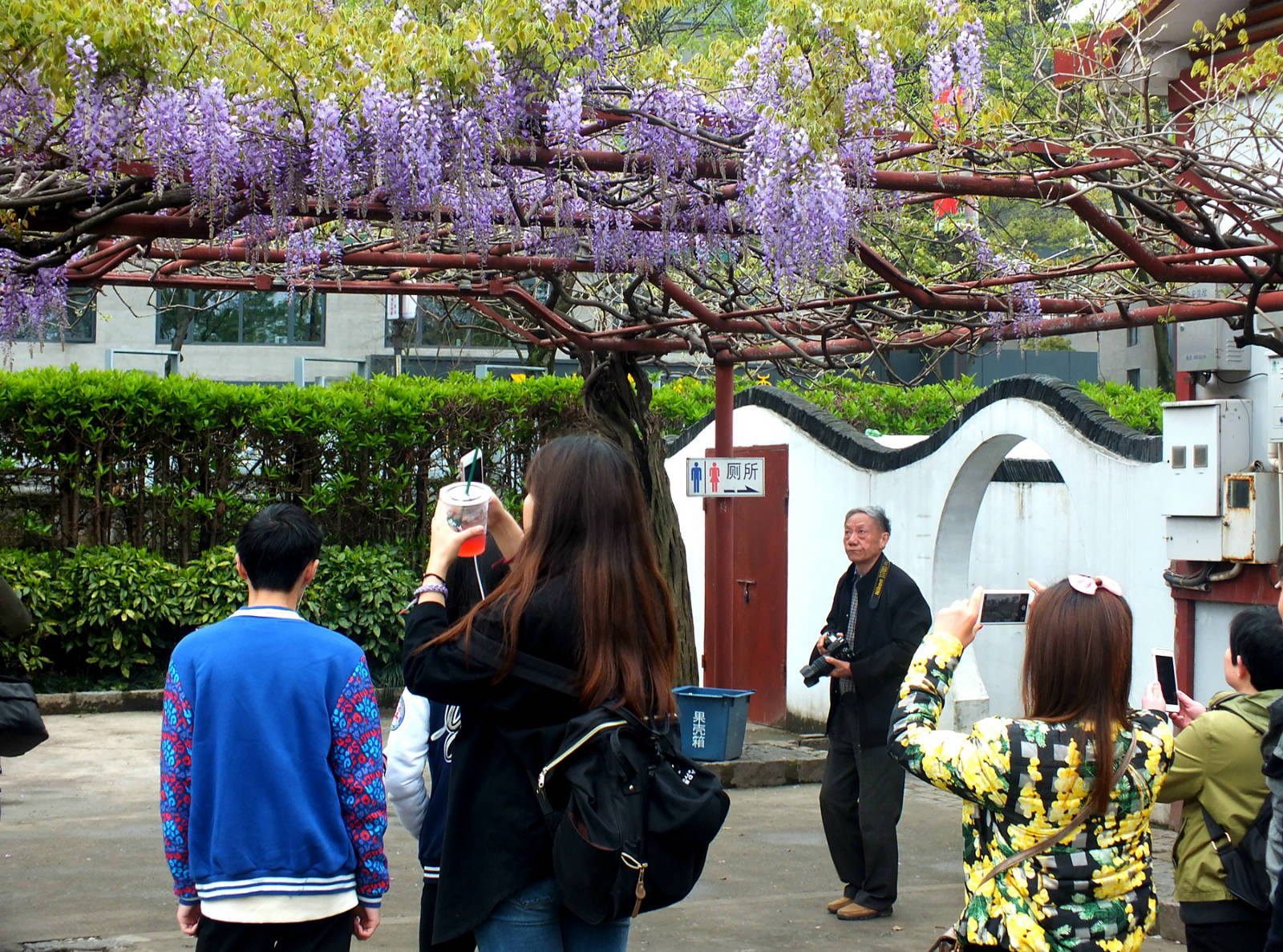 上海嘉定紫藤園花期進展實時通報之二