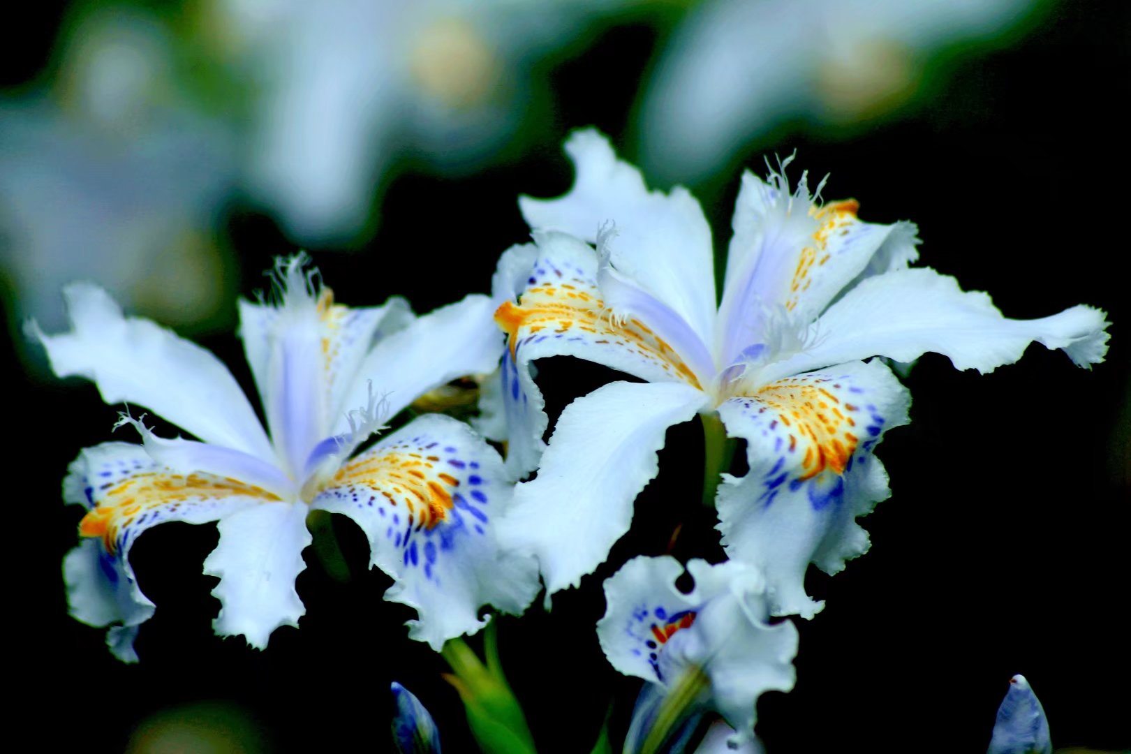 鸢尾花开-巴中论坛-麻辣社区 四川第一网络社区 你的言论 影响四川