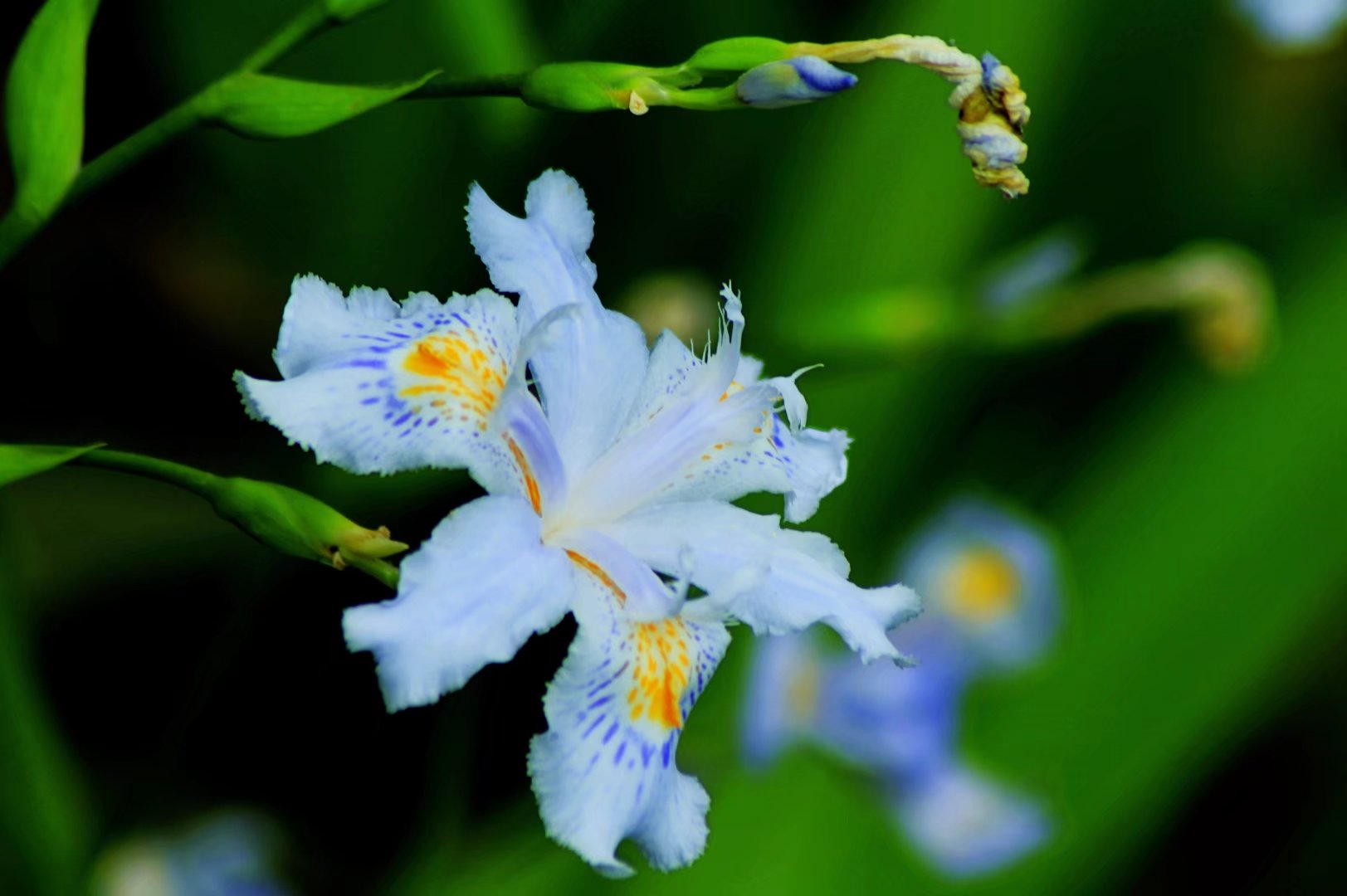 鸢尾花开-巴中论坛-麻辣社区 四川第一网络社区 你的言论 影响四川