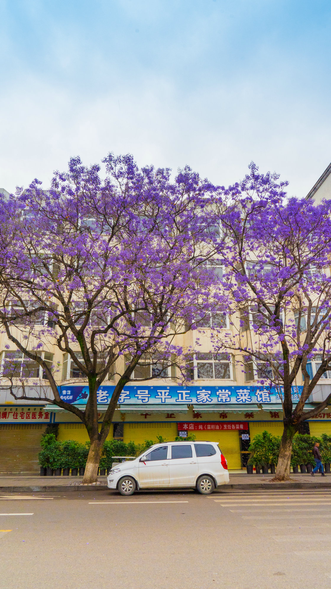 滨湖路小学蓝花楹大道图片