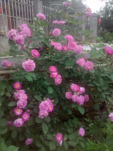 IMG_20170424_100153_HDR.jpg