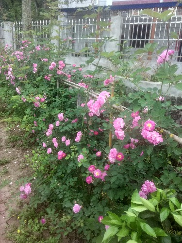 IMG_20170424_100224_HDR.jpg
