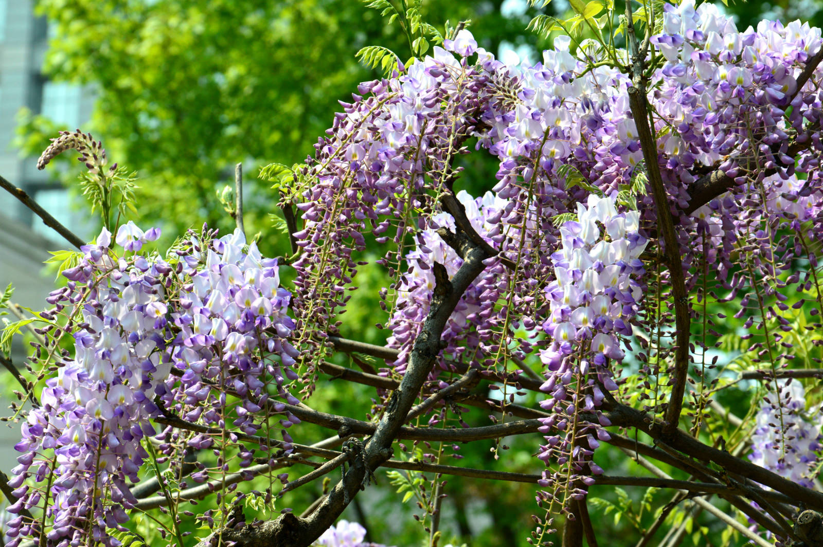 (实拍组图)紫藤花与女人-2017嘉定紫藤花节纪实之五-人像摄影-麻辣