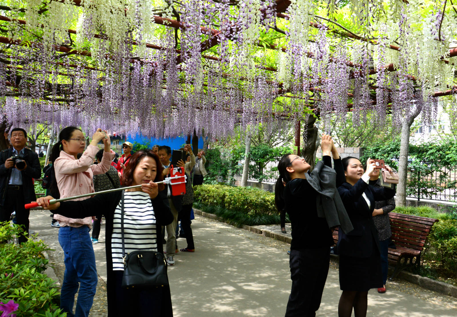 (實拍組圖)花開人豔麗-2017年上海市嘉定紫藤園紀實之三