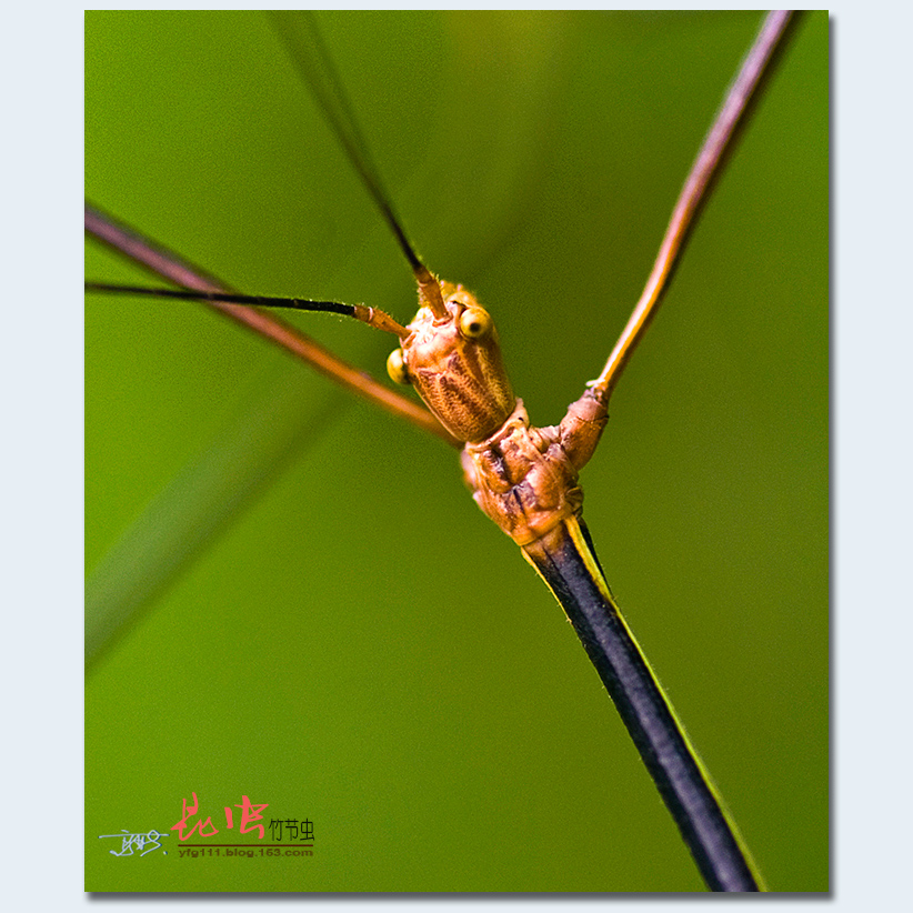 竹节虫翅膀图片