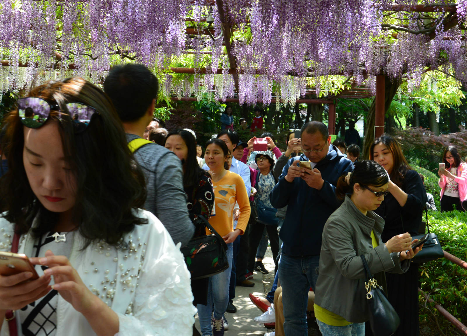 (實拍組圖)花豔人俏紫藤開-2017年上海市嘉定紫藤園紀實之一