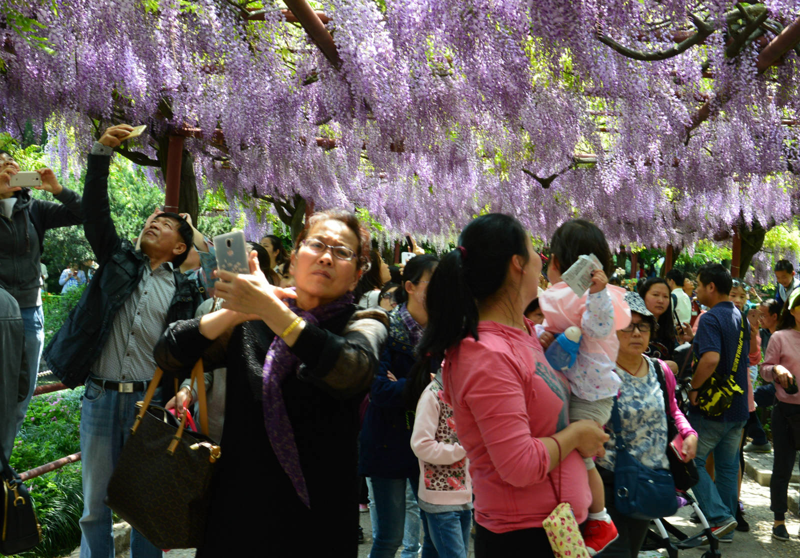 (實拍組圖)花豔人俏紫藤開-2017年上海市嘉定紫藤園紀實之一