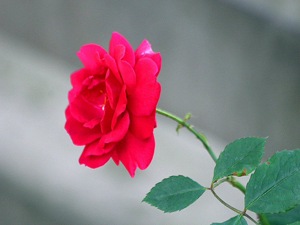 IMG_6943_.jpg
