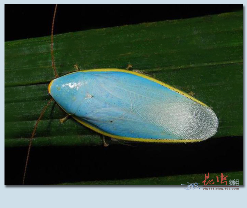 (原创)称霸世界的昆虫66——蜚蠊目