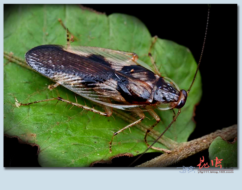 (原创)称霸世界的昆虫66——蜚蠊目