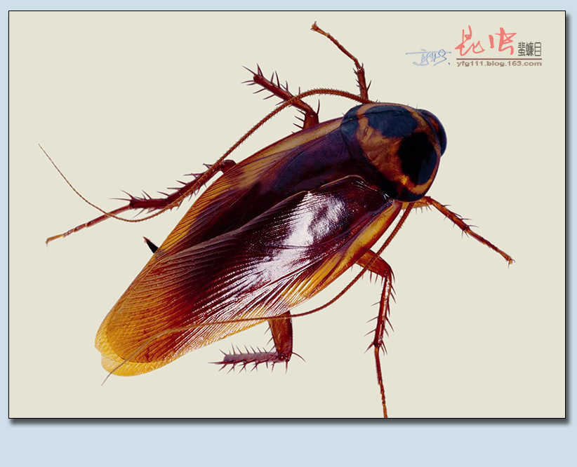 (原创)称霸世界的昆虫66——蜚蠊目