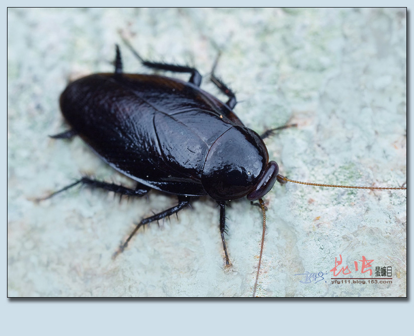 (原创)称霸世界的昆虫66——蜚蠊目