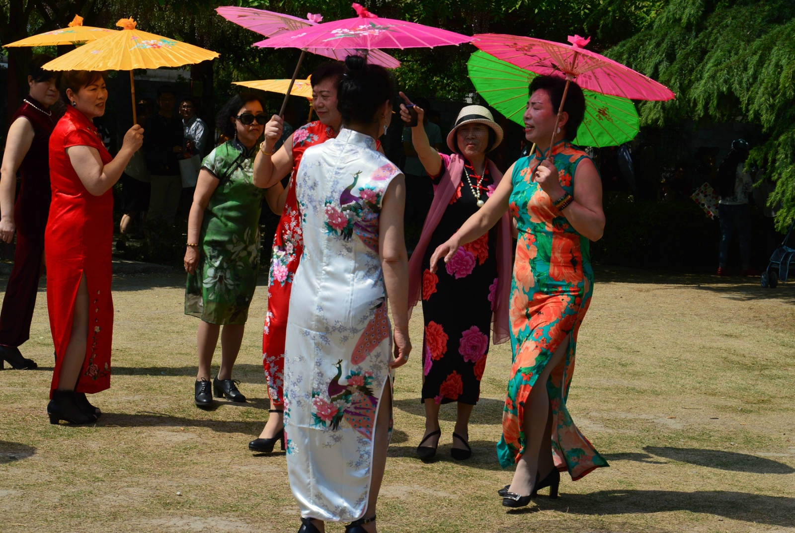 (實拍組圖)2017年紫藤花下旗袍秀(上海嘉定紫藤園)之二