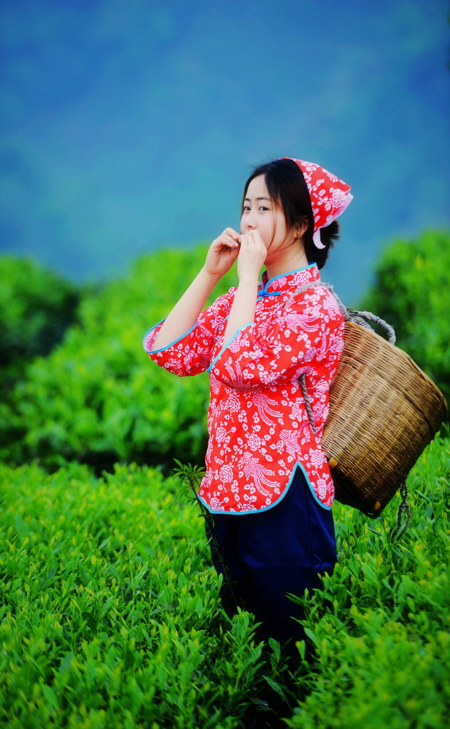 蒙顶采茶女
