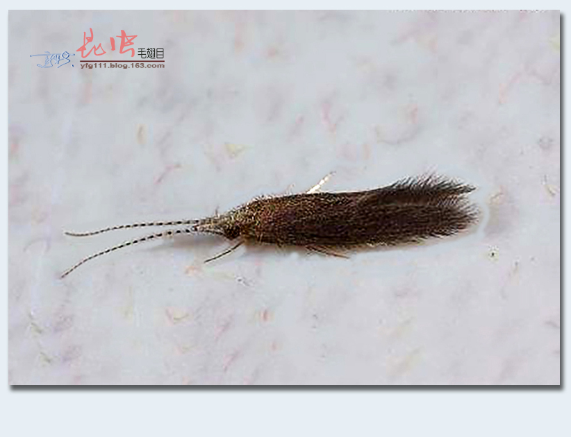 (原创)称霸世界的昆虫67——毛翅目