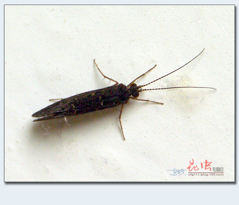 (原创)称霸世界的昆虫67——毛翅目