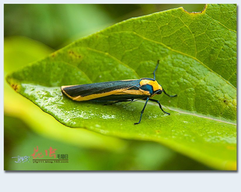 (原创)称霸世界的昆虫67——毛翅目