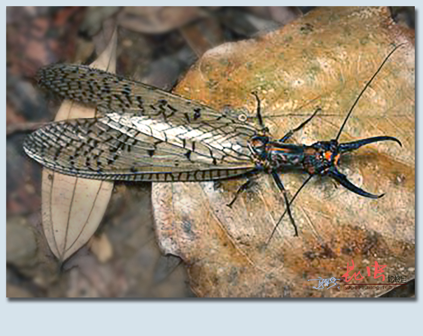 原创称霸世界的昆虫68蛇蛉目