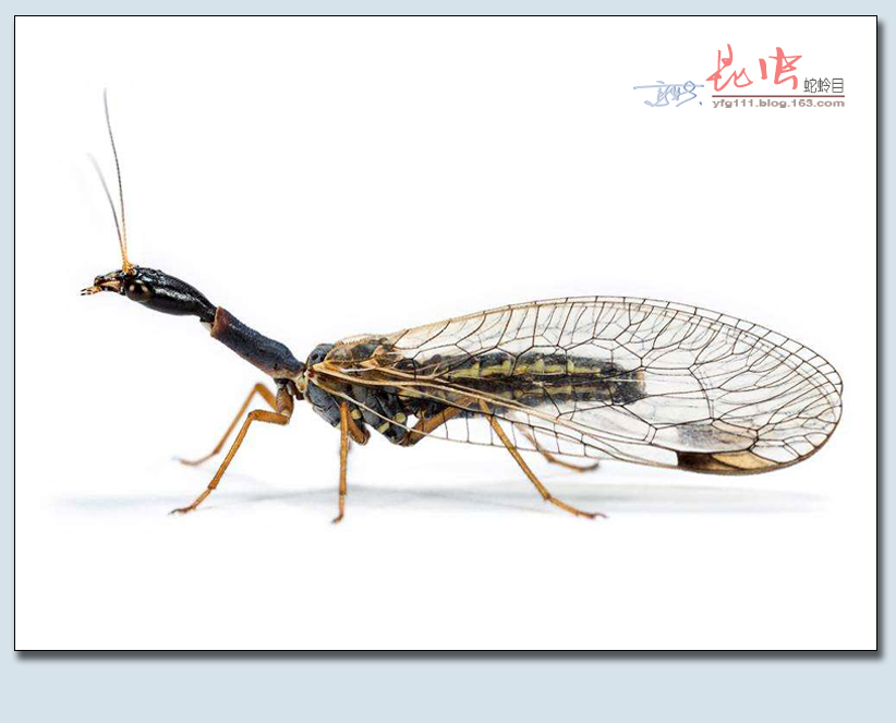 原创称霸世界的昆虫68蛇蛉目