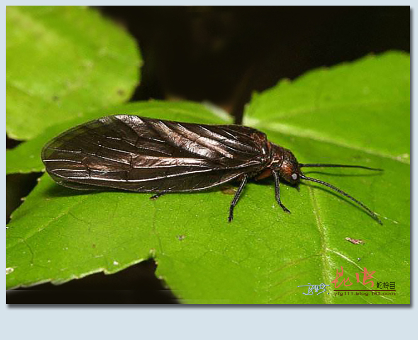 原创称霸世界的昆虫68蛇蛉目