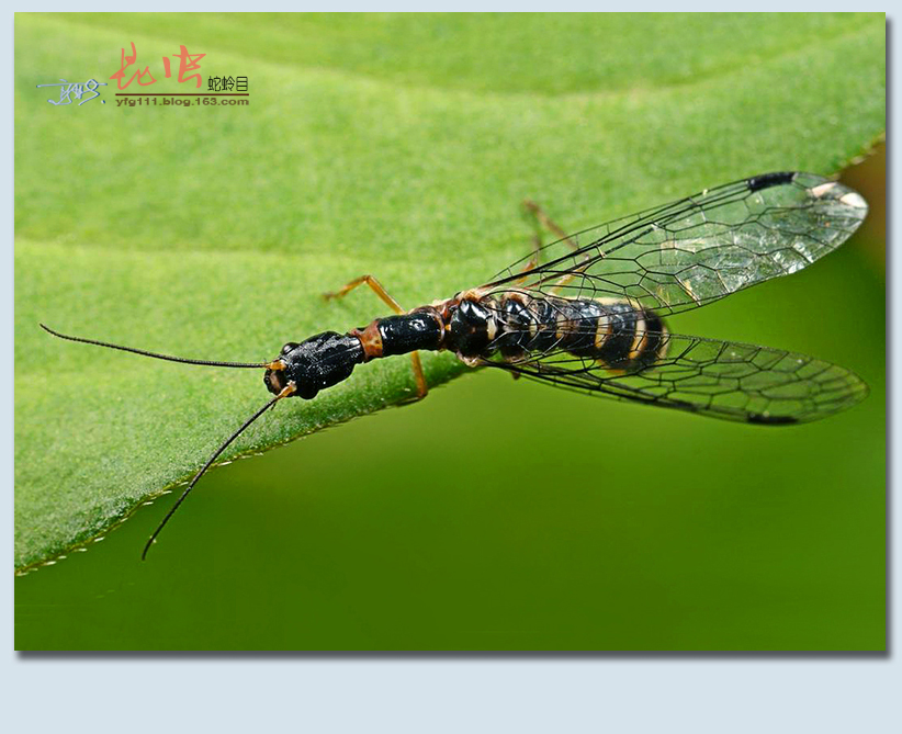 原创称霸世界的昆虫68蛇蛉目