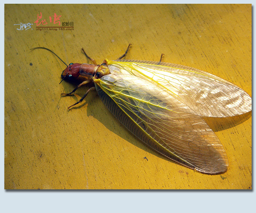 原创称霸世界的昆虫68蛇蛉目