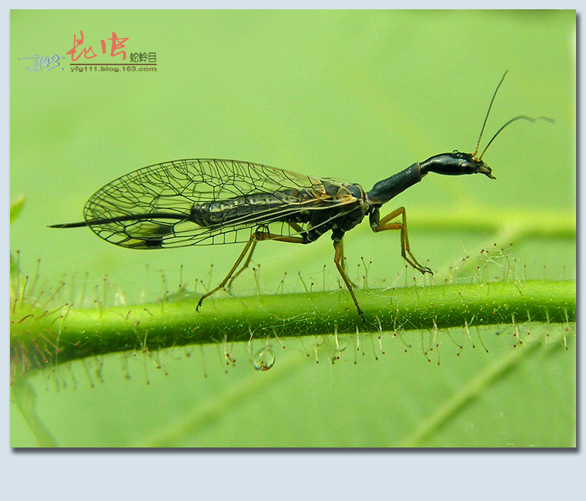 原创称霸世界的昆虫68蛇蛉目