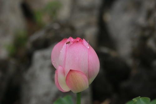 IMG_1111.JPG