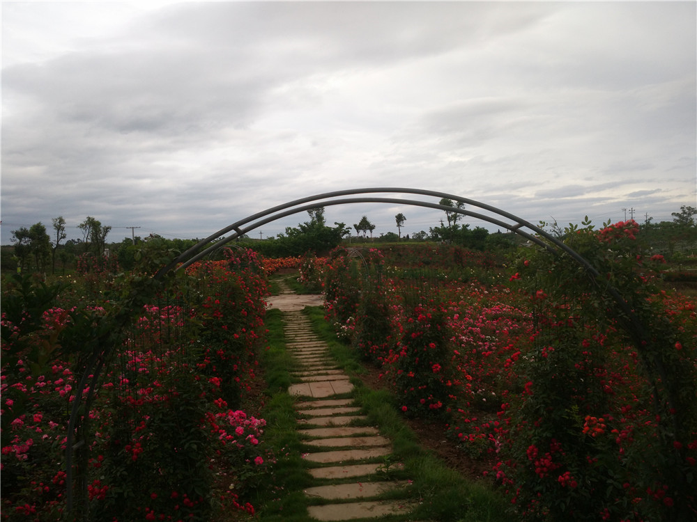 来瞧一瞧大隆昌万花谷的美景(五)
