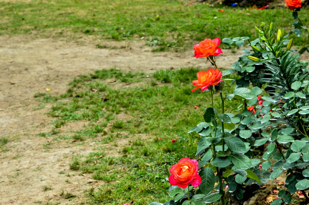 DSC_2597.jpg