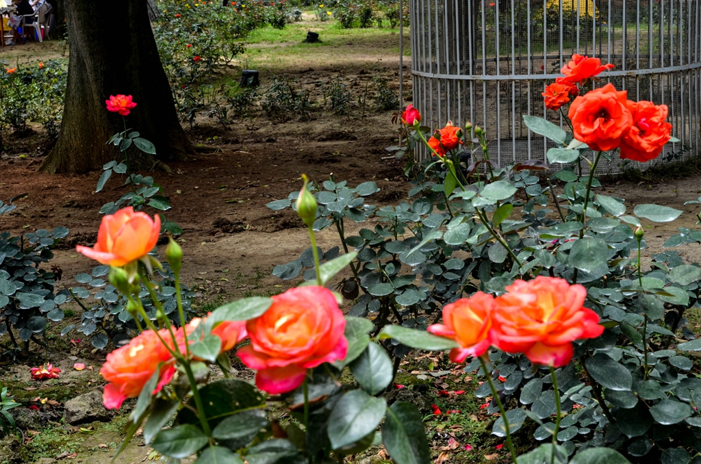 DSC_2600.jpg