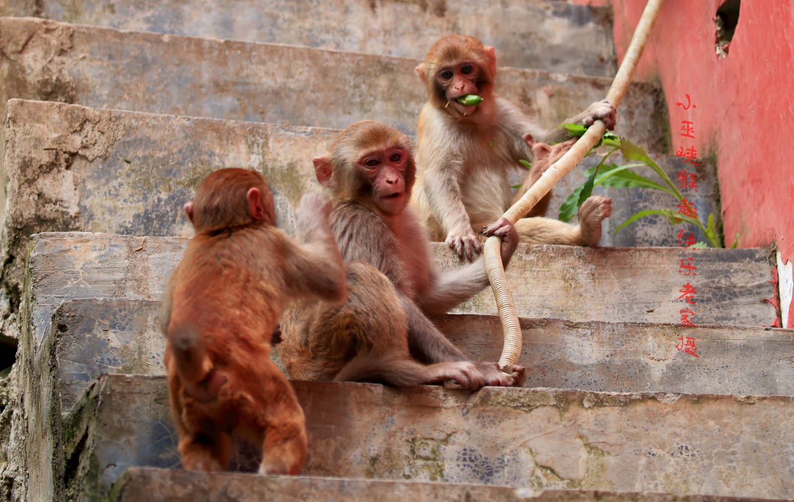 光雾山小巫峡景区山猴野趣一组