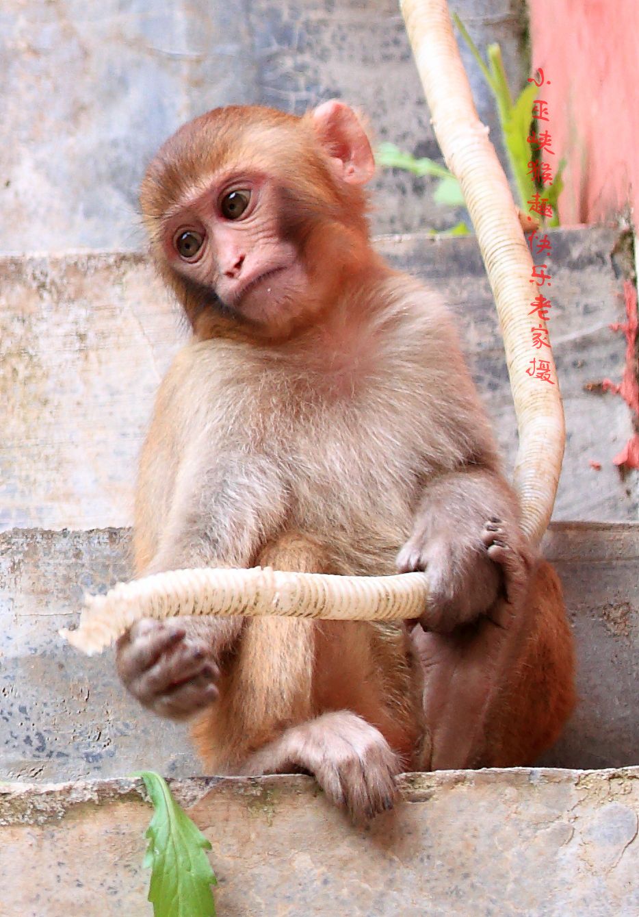 光雾山小巫峡景区山猴野趣一组