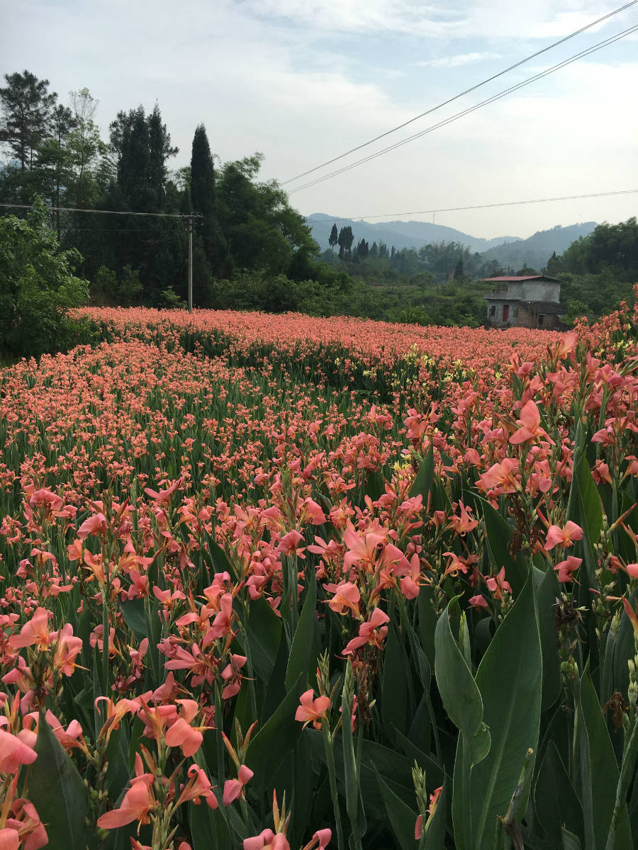 隆昌又发现一片花海速来围观
