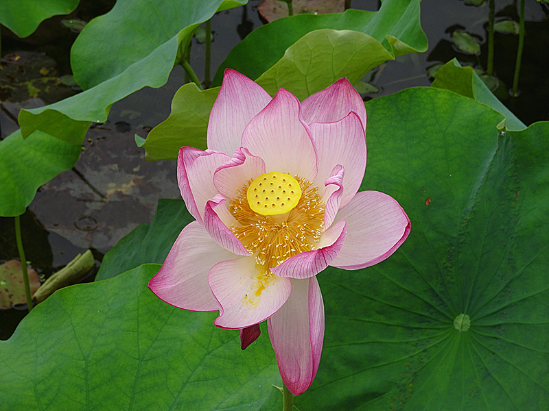 DSC06328_.jpg