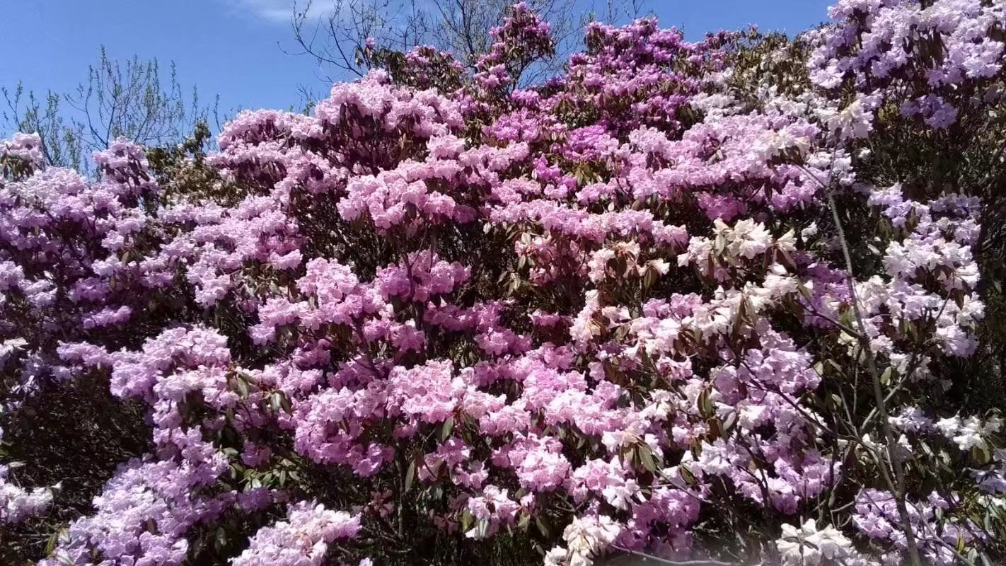 会理龙肘山杜鹃花花期图片