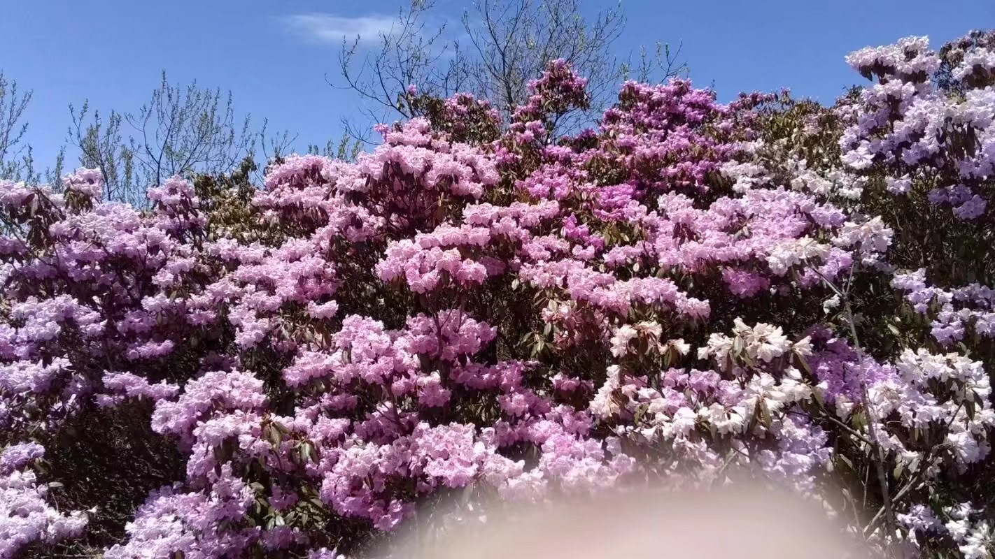 会理龙肘山杜鹃花花期图片