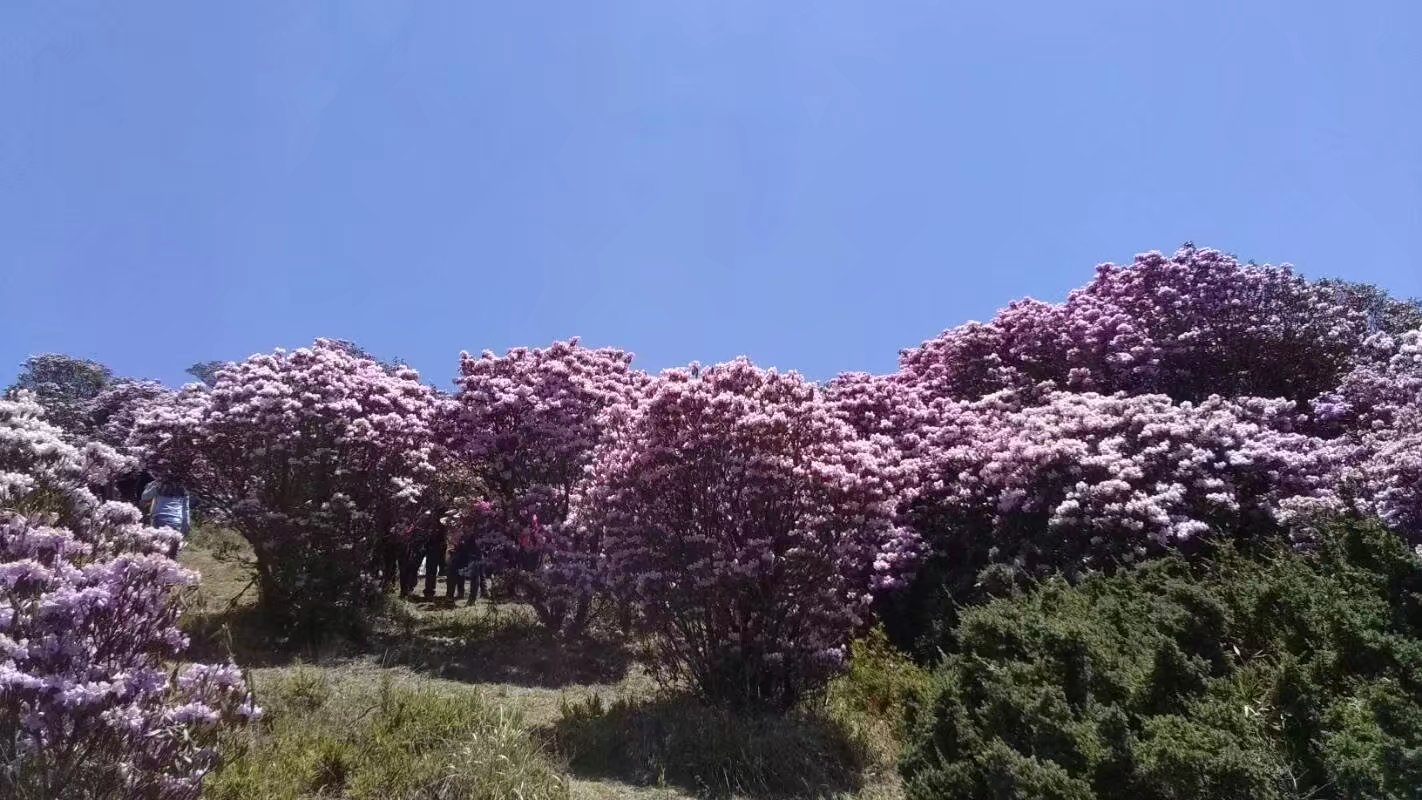 会理龙肘山杜鹃花花期图片