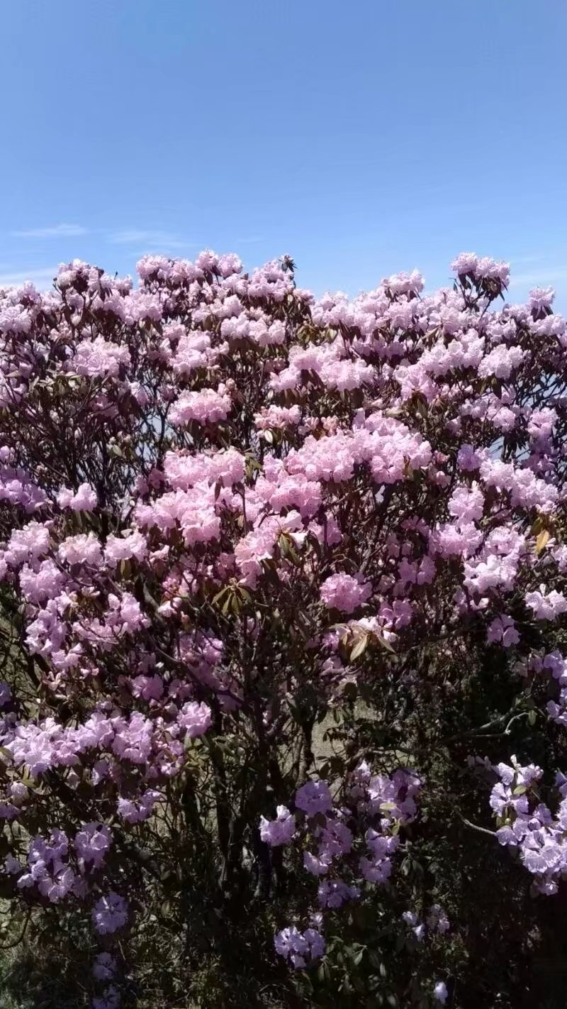 会理龙肘山杜鹃花花期图片